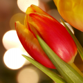 Tulipe - Fond iPhone