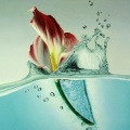 Tulipe dans l'eau - Fond iPhone