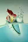 Tulipe dans l'eau - Fond iPhone
