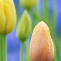 Tulipe Fermee - Fond iPhone