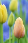 Tulipe Fermee - Fond iPhone