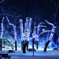 Blue Light Trees - Fond iPhone
