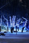 Blue Light Trees - Fond iPhone