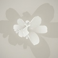 Flower - Fond iPhone