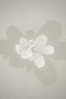 Flower - Fond iPhone