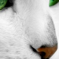 Cat-Eye-Green-fond-iPhone-5