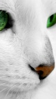 Cat-Eye-Green-fond-iPhone-5