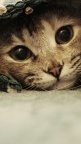 Cat-in-Sheet-fond-iPhone-5
