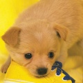 Yellow-Puppy-fond-iPhone-5