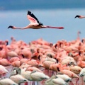 Pink-Flamingo-fond-iPhone-5