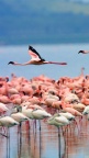 Pink-Flamingo-fond-iPhone-5