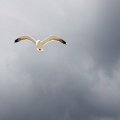 Sea-Gull-fond-iPhone-51