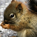 Mini-Squirrel-fond-iPhone-5