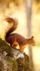 Squirrel-fond-iPhone-5
