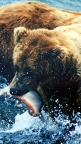 Brown-Bear-Grizzly-fond-iPhone-5