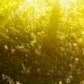 Sunshine-Field-fond-iPhone-5