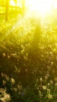 Sunshine-Field-fond-iPhone-5