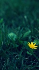 Yellow-Flower-Photography-fond-iPhone-5