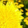 Yellow-Flowers-fond-iPhone-5