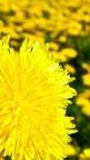 Yellow-Flowers-fond-iPhone-5