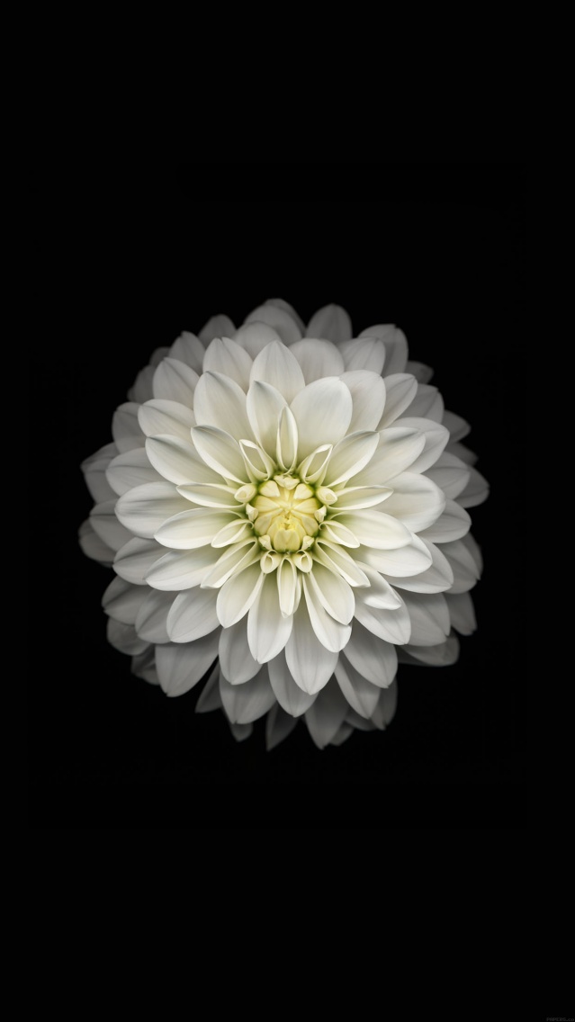 fleur blanche fond ecran iPhone 6 plus.jpg