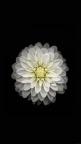 fleur blanche fond ecran iPhone 6 plus