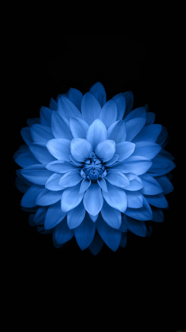fleur bleu fond ecran iPhone 6 plus.jpg