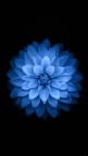 fleur bleu fond ecran iPhone 6 plus