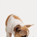 Chien et chien en lego - fond iPhone 6