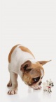 Chien et chien en lego - fond iPhone 6
