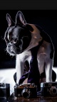 Dog Photographer - Wallpaper iPhone 6