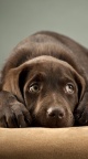 Labrador Retriever iPhone 6