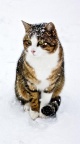 Chat neige - 750x1334
