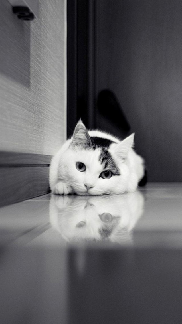 Image chat couche noir et blanc - 750x1334
