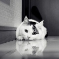 Image chat couche noir et blanc - 750x1334