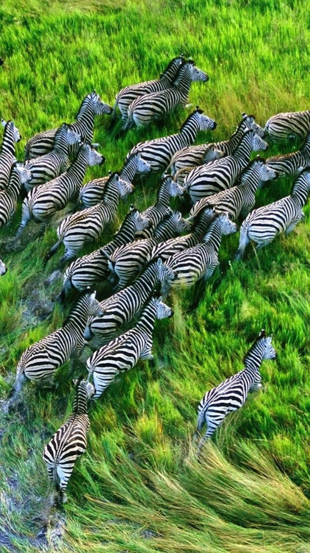 Zebres Afrique - 750x1334.jpg