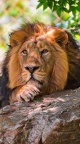 Lion fond pour iPhone 6