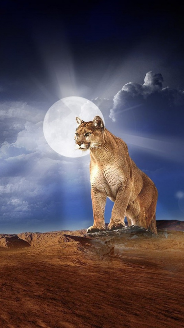 Lion photo artwork iPhone6