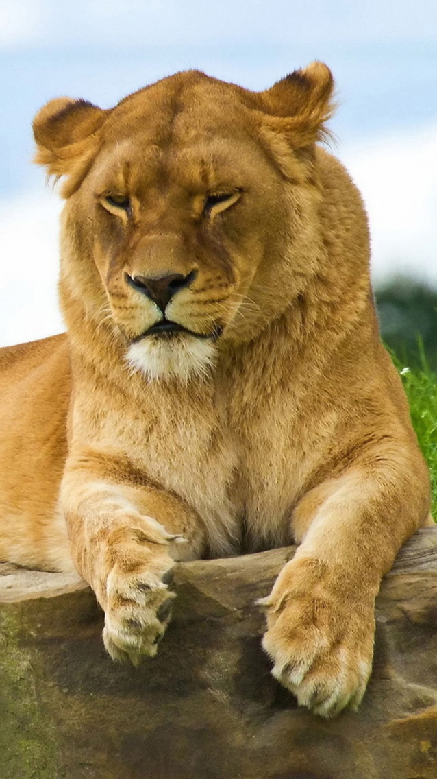 Lioness lying iPhone 6 Wallpapers.jpg