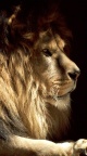 Roi lion 750x1334