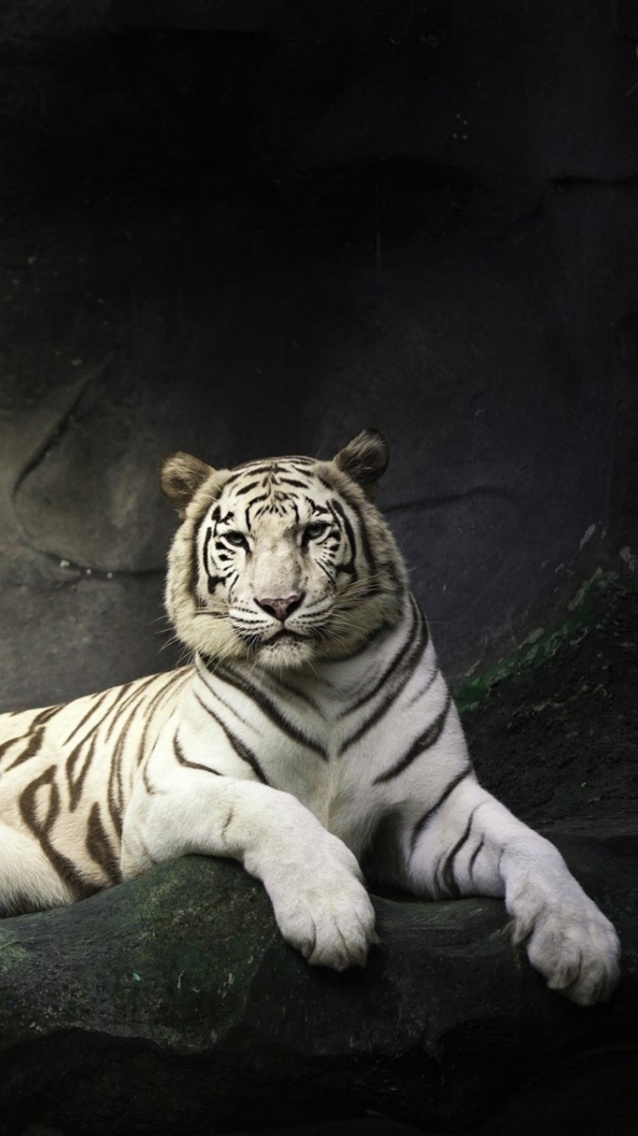 Attractive White tiger iPhone 6 Wallpaper.jpg