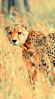 Beautiful cheetah iPhone 6 Wallpapers