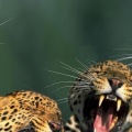 Cris Leopard