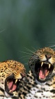 Cris Leopard