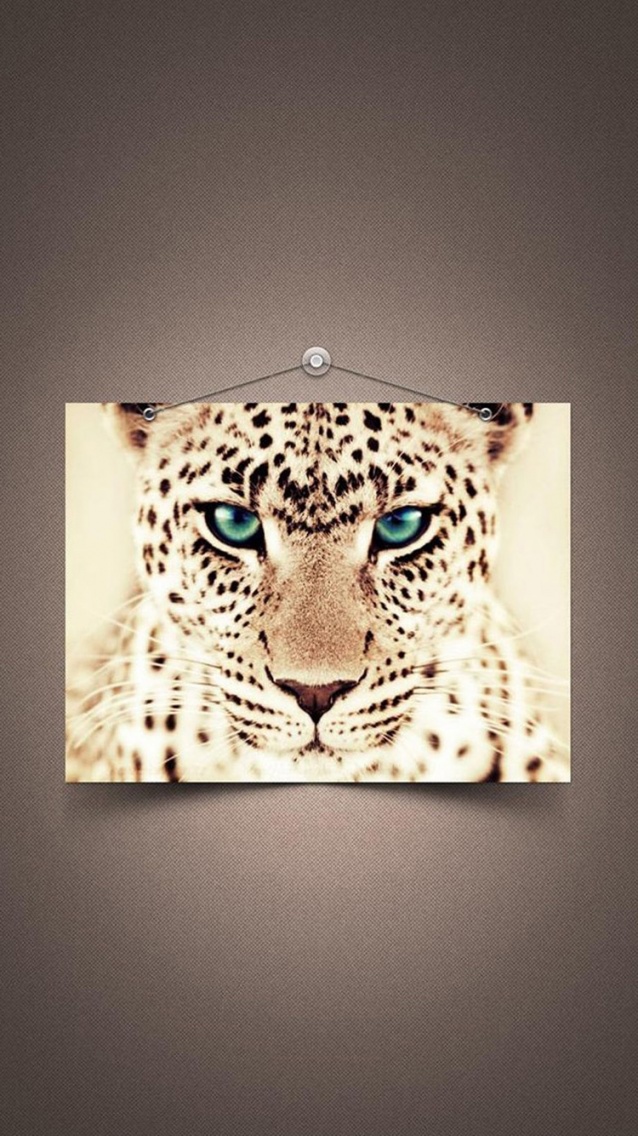 Photo leopard iPhone 6.jpg