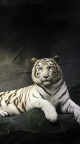 Tigre blanc fond iPhone 6