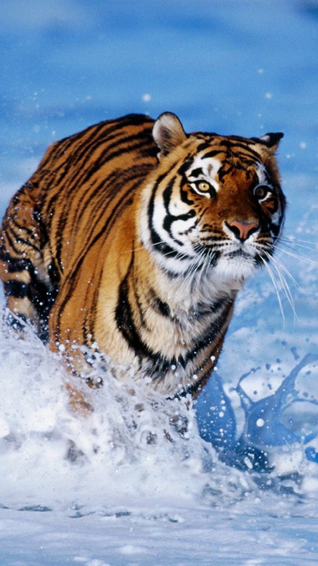 Tigre courant dans l eau 1334x750.jpg