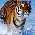 Tigre courant dans l eau 1334x750
