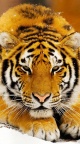 Tigre de Siberie neige - fond iPhone 6