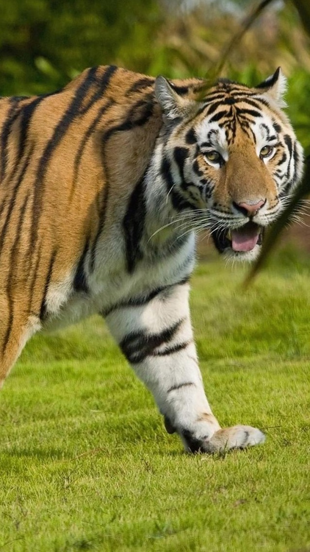 Tigre fond iPhone 6.jpg